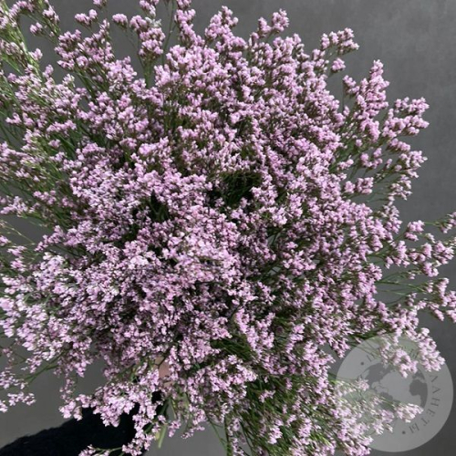 Лимониум 15 шт. в магазине Цветы Планеты