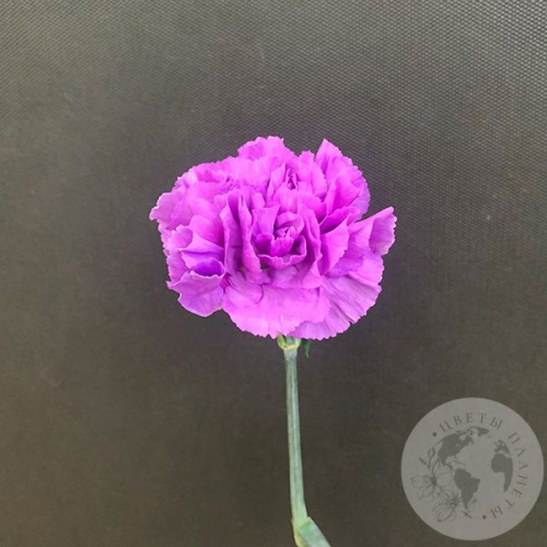 Лунная гвоздика в магазине Цветы Планеты