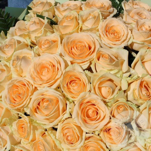 Букет из 51 розы "Летний полдень" в магазине Цветы Планеты