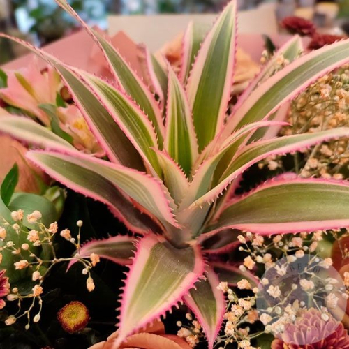 Букет из роз, альстромерии, сантини и ананаса в магазине Цветы Планеты