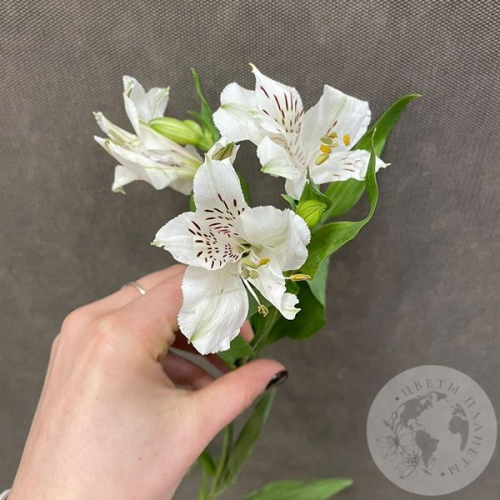 Альстромерия белая