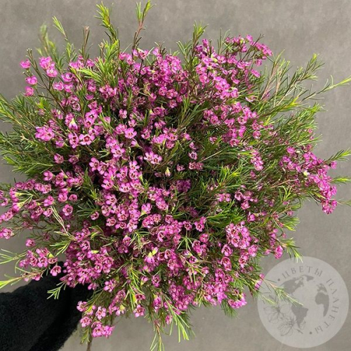 Хамелациум 15 шт. в магазине Цветы Планеты