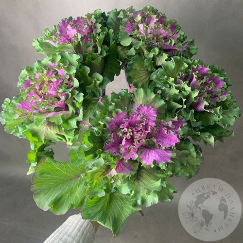 Брассика фиолетовая 5 шт. в магазине Цветы Планеты