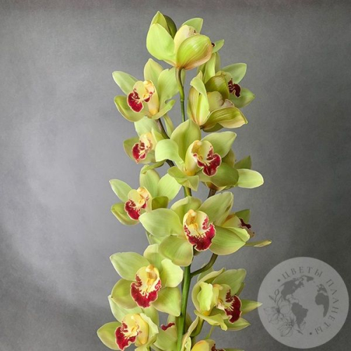 Орхидея Цимбидиум зеленая