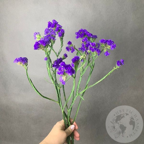 Статица синяя 3 шт. в магазине Цветы Планеты