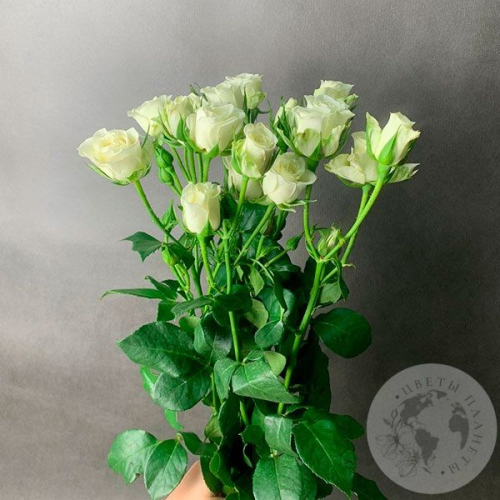 5 кустовых роз белых в магазине Цветы Планеты