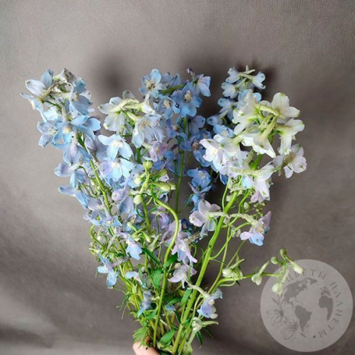 Дельфиниум 7 шт. в магазине Цветы Планеты