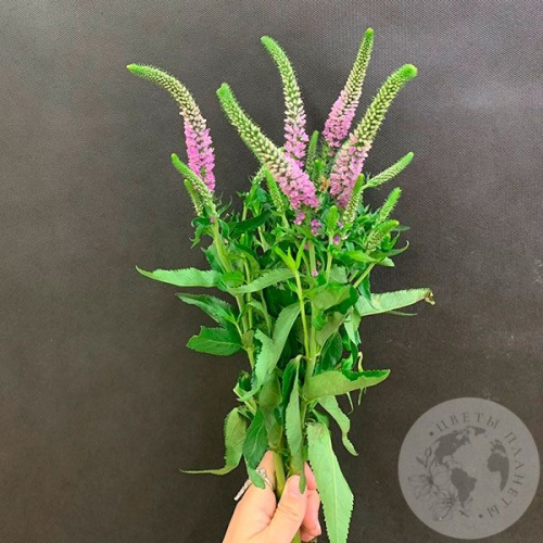 Вероника розовая 5 шт. в магазине Цветы Планеты