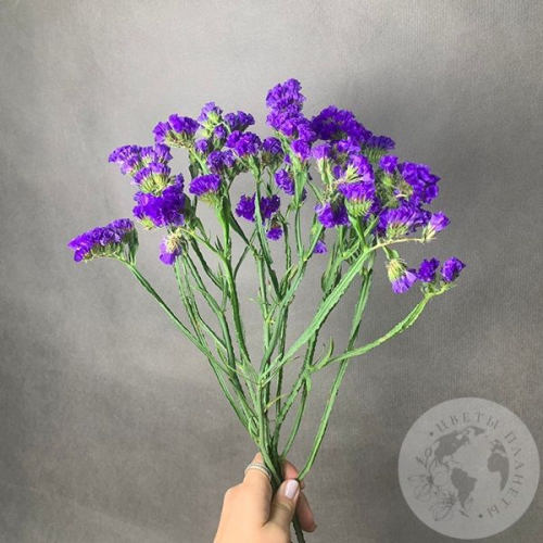 Статица синяя 5 шт. в магазине Цветы Планеты