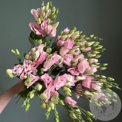 Эустома розовая 7 шт.