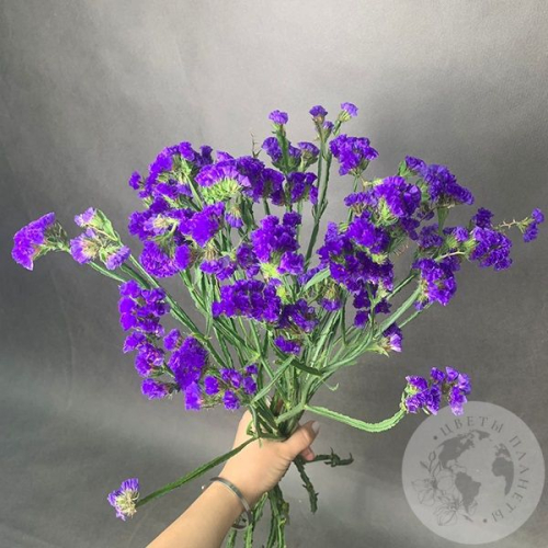 Статица синяя 9 шт. в магазине Цветы Планеты