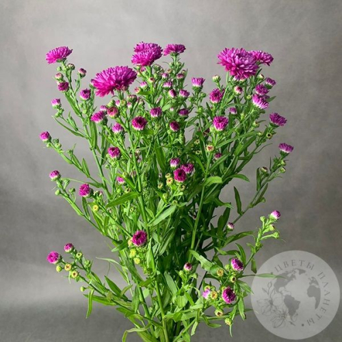 Астер розовый 7 шт. в магазине Цветы Планеты