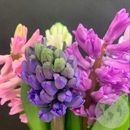 Гиацинт микс 5 шт. в магазине Цветы Планеты