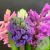 Гиацинт микс 5 шт. в магазине Цветы Планеты