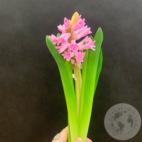 Гиацинт розовый в магазине Цветы Планеты