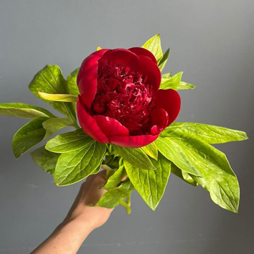 Пион бордовый в магазине Цветы Планеты
