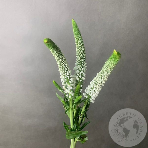 Вероника белая 3 шт. в магазине Цветы Планеты