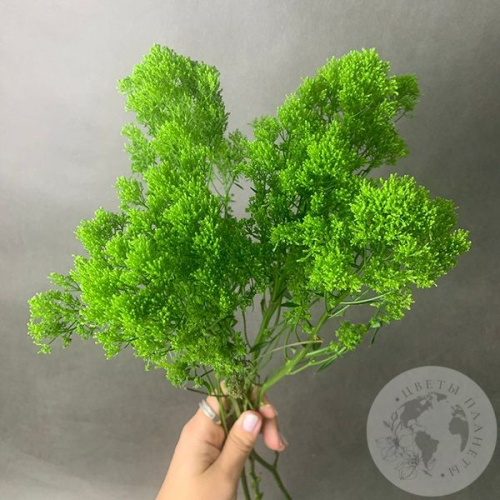 Трахелиум зеленый 5 шт. в магазине Цветы Планеты