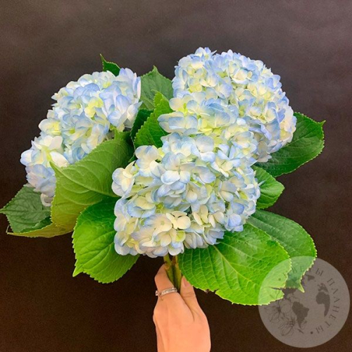 3 гортензии голубые