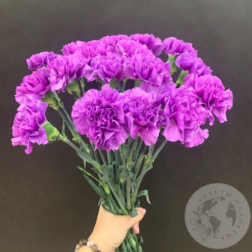 Лунная гвоздика 21 шт. в магазине Цветы Планеты