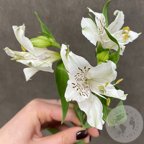 Альстромерия белая