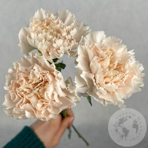 3 гвоздики персиковых