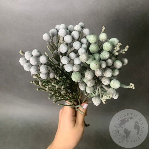 3 Брунии в магазине Цветы Планеты