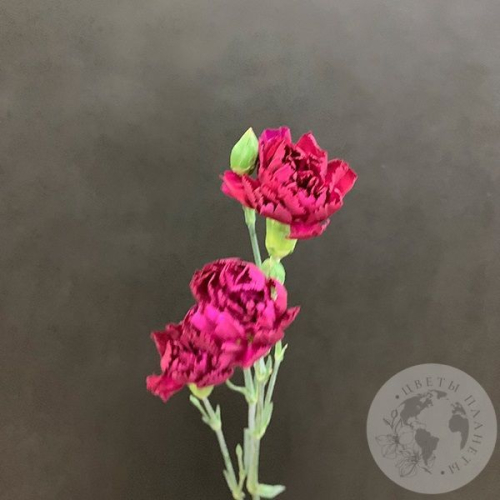 Гвоздика кустовая фуксия