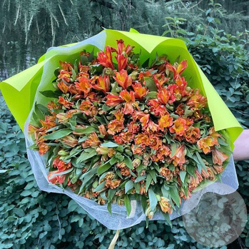 Букет из 51 альстромерии оранжевой
