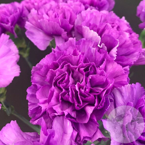 Лунная гвоздика 11 шт. в магазине Цветы Планеты