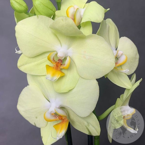 Орхидея зеленая