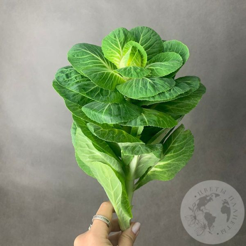 Брассика в магазине Цветы Планеты