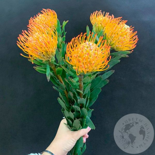 Леукоспермум оранжевый 5 шт. в магазине Цветы Планеты