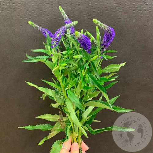 Вероника синяя 5 шт. в магазине Цветы Планеты