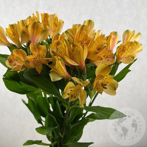 5 Альстромерий желтых