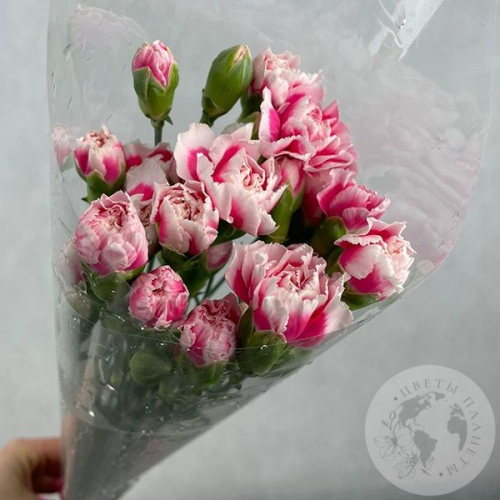 11  кустовых гвоздик светло-розовых в магазине Цветы Планеты