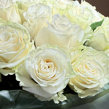 Букет из белых роз Эквадор 25 шт. 70 см.