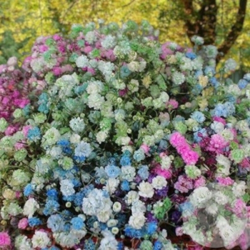 Композиция из гипсофил в коробке в магазине Цветы Планеты