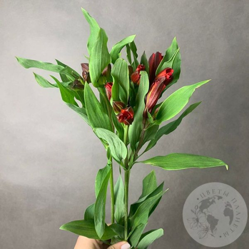 3 Альстромерии красной