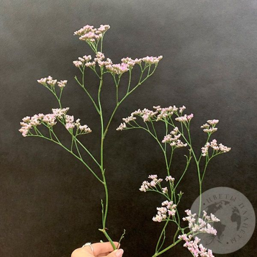 Лимониум розовый в магазине Цветы Планеты