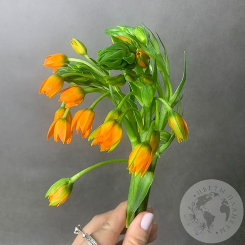 Орнитогалум оранжевый 3 шт. в магазине Цветы Планеты