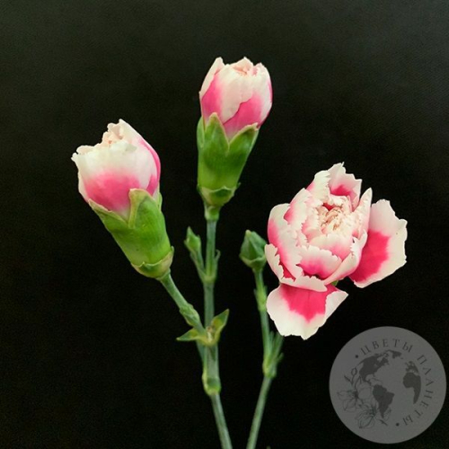 Гвоздика кустовая бело-розовая