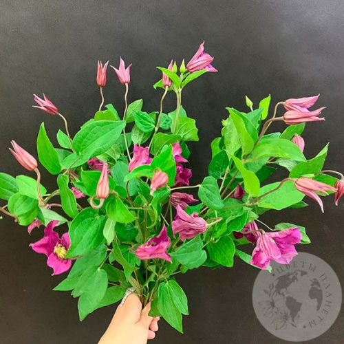 Клематис 7 шт. в магазине Цветы Планеты