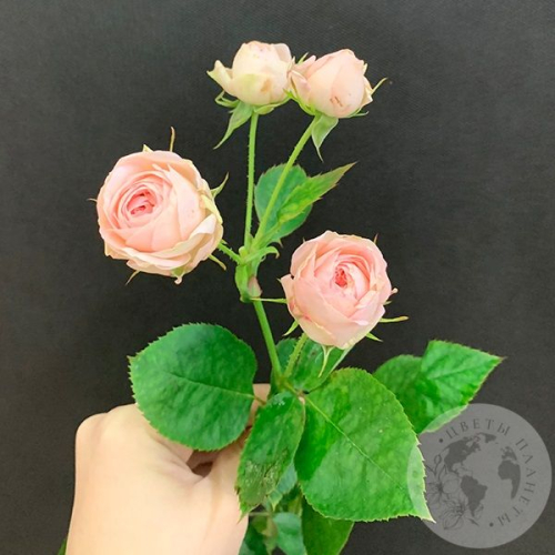 Кустовая пионовидная роза 50 см. в магазине Цветы Планеты