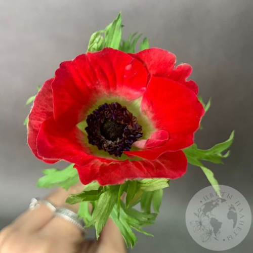 Анемон в магазине Цветы Планеты