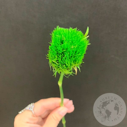 Гвоздика Грин Трик в магазине Цветы Планеты