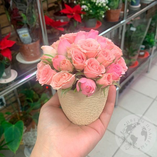 Композиция из роз в керамическом кашпо "Малышка" в магазине Цветы Планеты