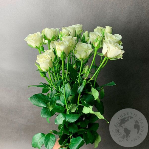 7 кустовых роз белых в магазине Цветы Планеты