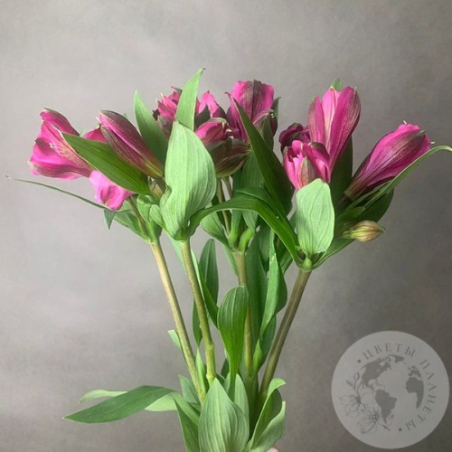5 Альстромерий ярко-розовых