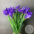9 синих ирисов 9 синих ирисов в магазине Цветы Планеты